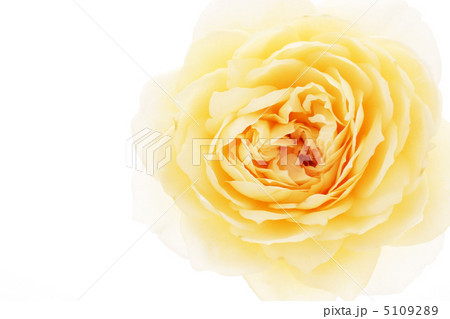 バラ・クレアオースチン 5109289