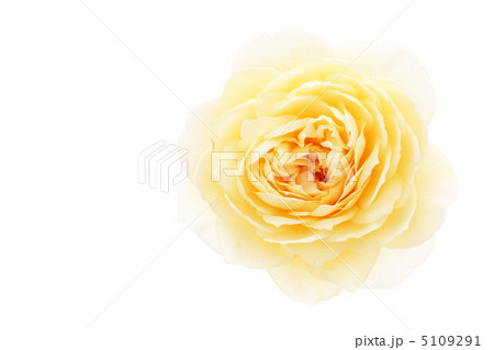 バラ・クレアオースチン 5109291