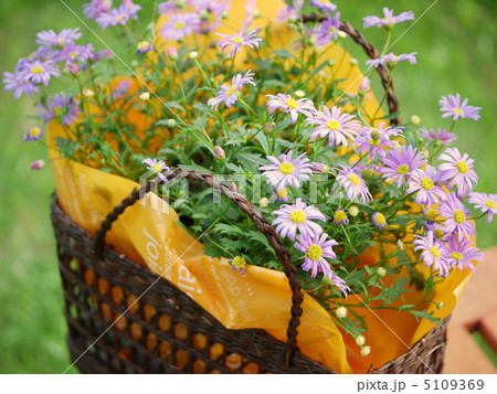 ブラキカムのラッピングアレンジ(横画像) ブラキカムのラッピングアレンジ(横画像) 5109369