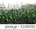 とうもろこし畑 5109392
