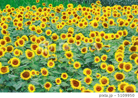 ヒマワリ畑 5109950