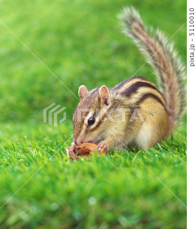 クルミを食べるシマリス 5110010