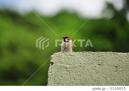 屋根の上で寛ぐ雀 5110015