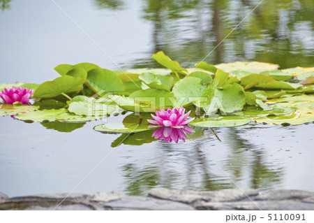 睡蓮の花 5110091