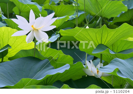 古代ハス 古代ハス 5110204