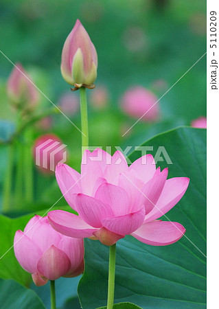 古代ハス 古代ハス 5110209