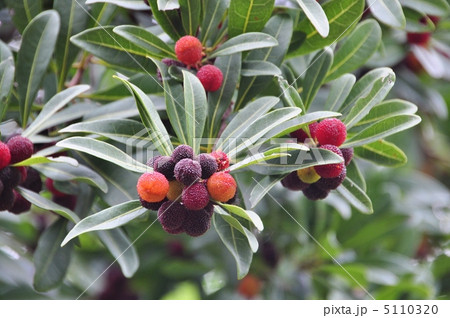 ヤマモモ 5110320