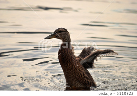 まだ生え揃わない小さな翼で羽ばたく小鴨 5110322