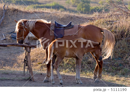 horses 5111190