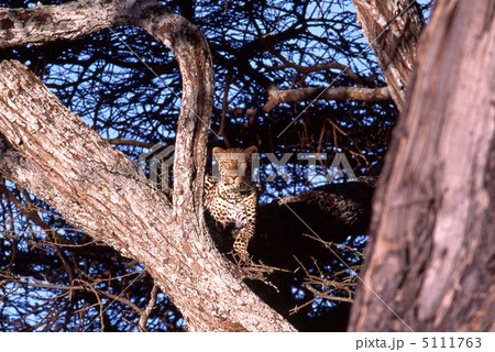 樹上のヒョウ 5111763
