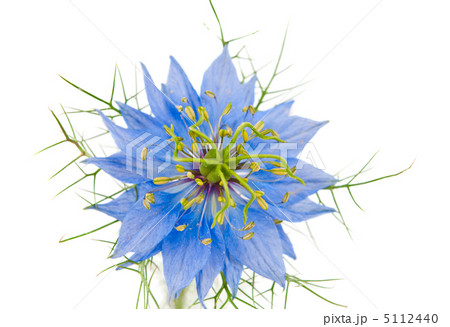 Cornflower isolated 5112440