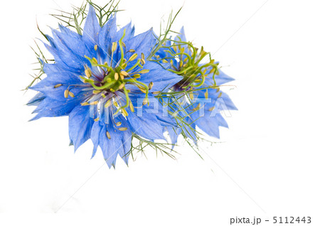 Cornflower isolated 5112443
