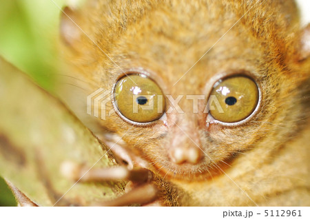 Tarsier 5112961