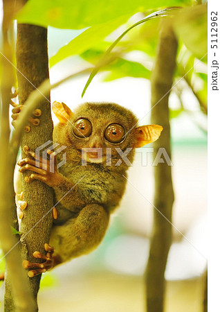 Tarsier Tarsier 5112962