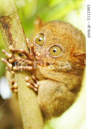 Tarsier Tarsier 5112965