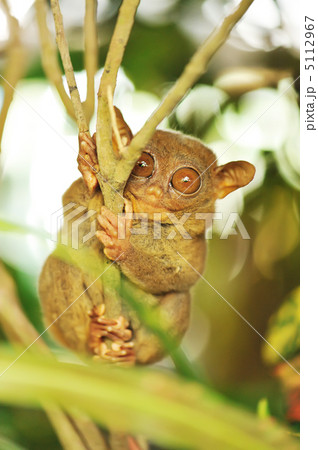 Tarsier Tarsier 5112967