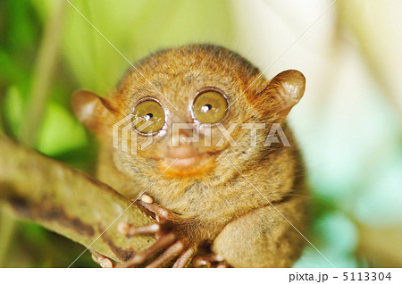 Tarsier 5113304