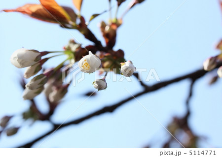 山桜の開花 山桜の開花 5114771