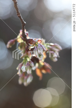 山桜の蕾 5114772