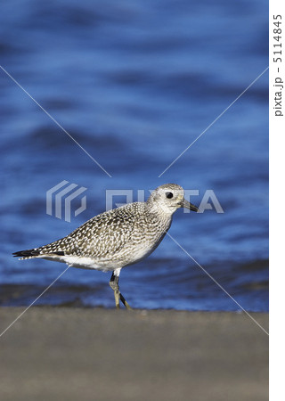 ダイゼン 5114845