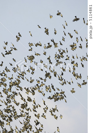 ヒヨドリ 5114861