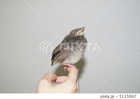 手に乗ったヒヨドリ 手に乗ったヒヨドリ 5115067