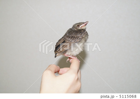 手に乗ったヒヨドリ 5115068