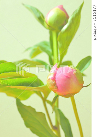 ピンクの芍薬 5115177