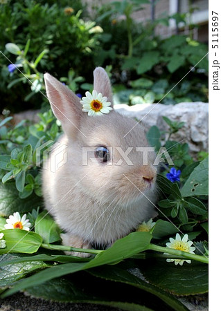 ネザーランドドワーフオレンジ 5115697