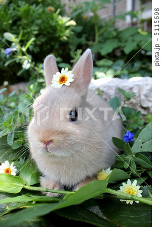 ネザーランドドワーフ オレンジ ネザーランドドワーフ オレンジ 5115698