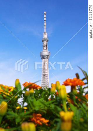 スカイツリーとマリーゴールド 5115776