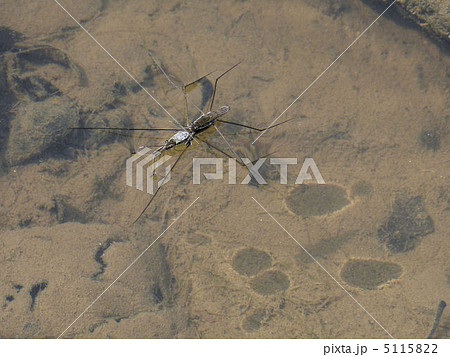 アメンボ／寺家ふるさと村 5115822