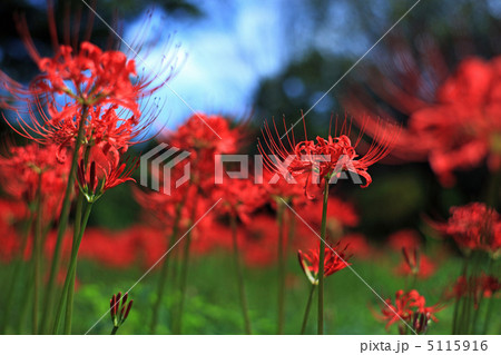 曼珠沙華 5115916