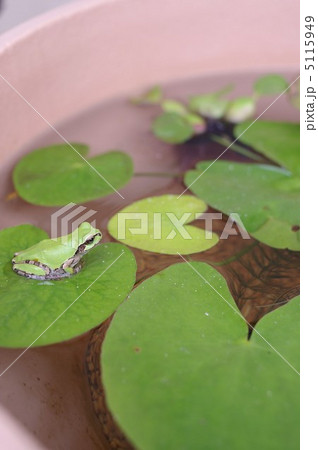 ビオトープとアマガエル 5115949