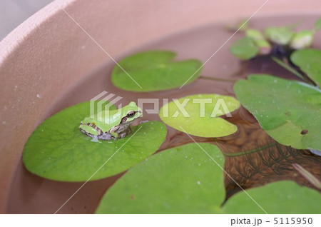 ビオトープとアマガエル 5115950