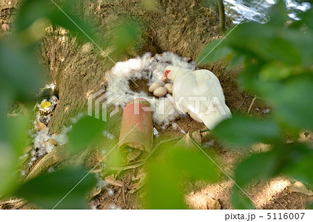 巣作り 巣作り 5116007