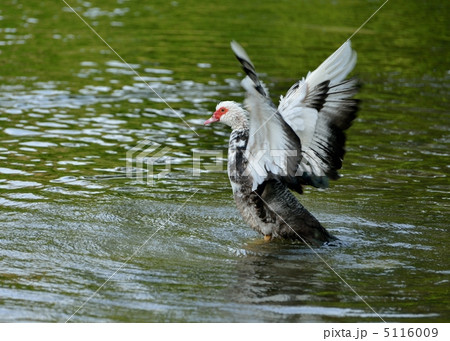 羽ばたき 5116009