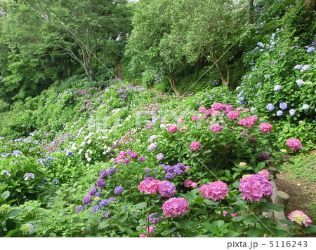 伊豆の下田公園のあじさい（静岡県下田市） 5116243