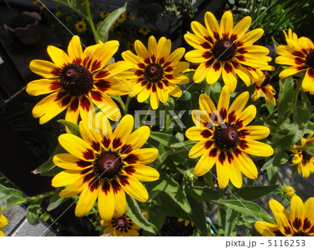 「キクイモモドキ」はまるで「ひまわり」! 「キクイモモドキ」はまるで「ひまわり」! 5116253