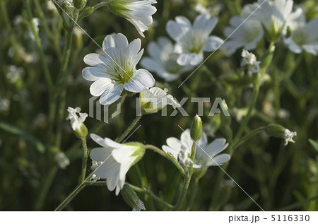 おとめざくら おとめざくら 5116330