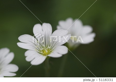 おとめざくら 5116331