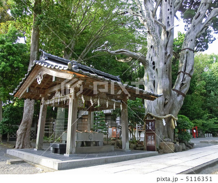 伊豆下田の白濱神社の手水舎と薬師の柏槙（静岡県下田市） 5116351