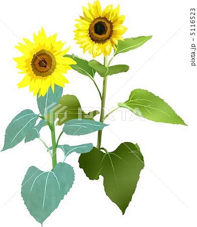 向日葵 5116523