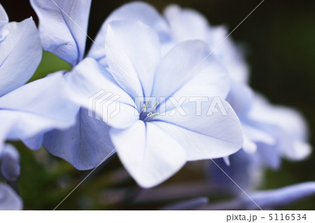 紫陽花一輪 紫陽花一輪 5116534