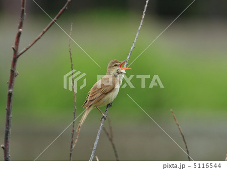 オオヨシキリ オオヨシキリ 5116544