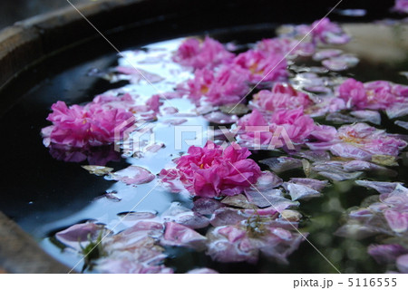 薔薇の蒸留 5116555