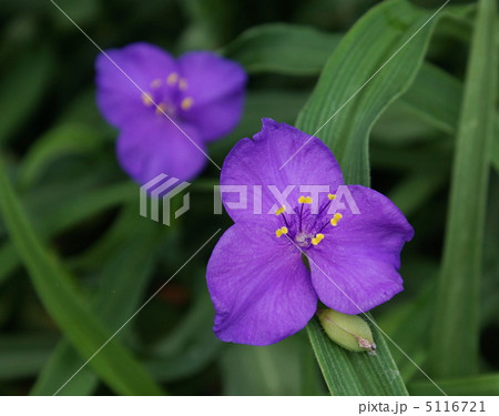 ツユクサ　紫色　花糸　 5116721