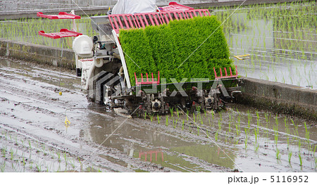 田植機による田植え 5116952