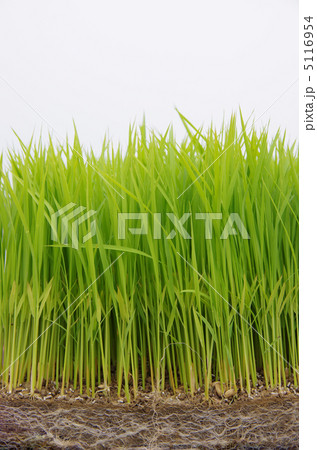 田植機用の稲の苗 田植機用の稲の苗 5116954