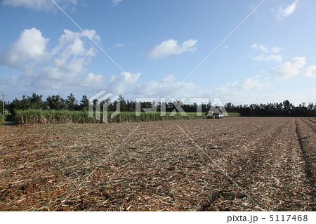 南大東島　サトウキビ畑　キビ刈り　サトウキビ　沖縄 5117468